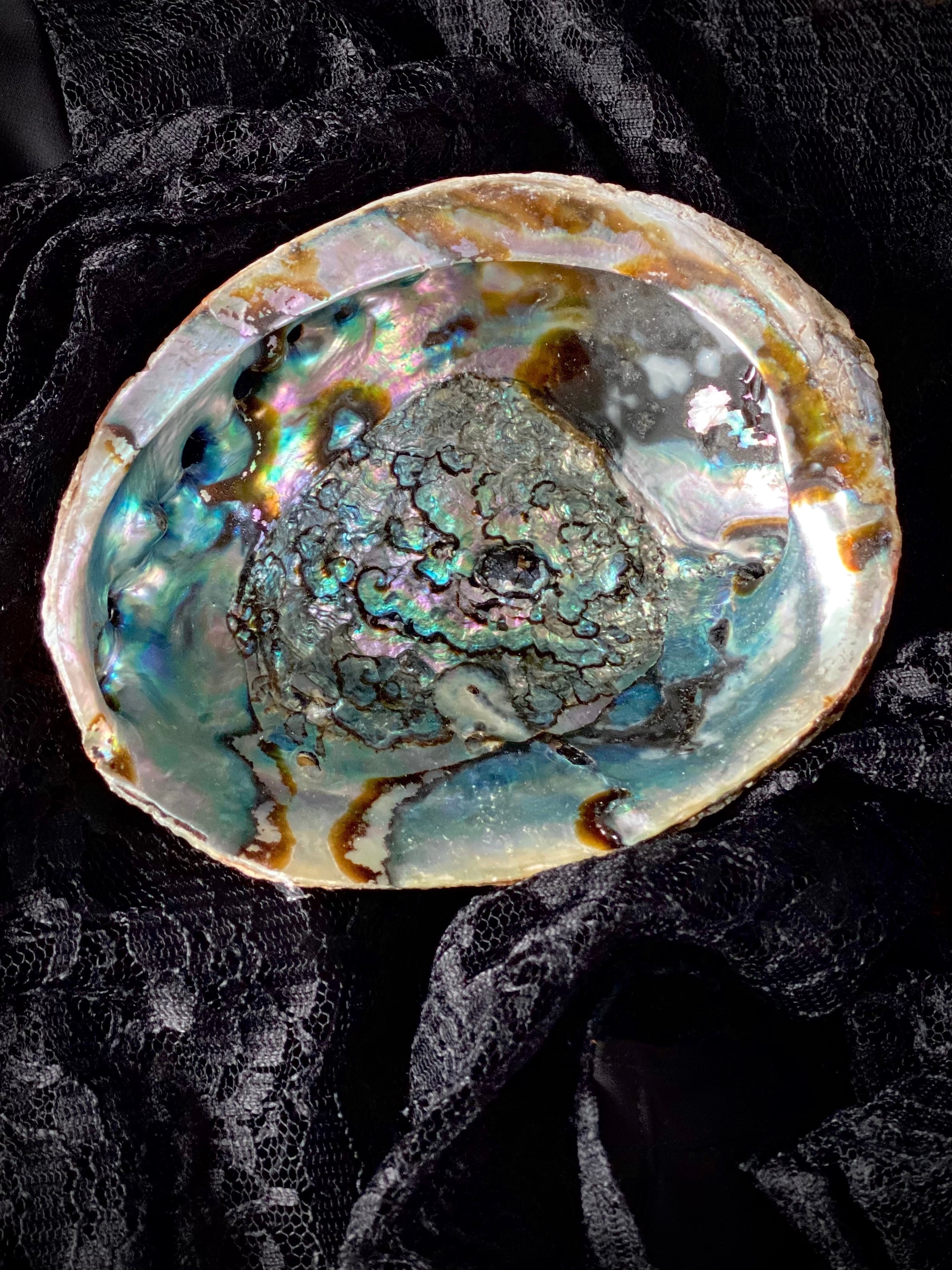 Abalone